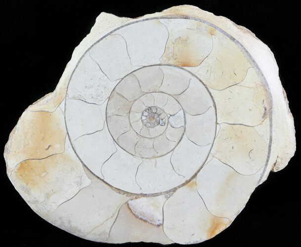 Cut and Polished Lower Jurassic Ammonite - England #62564